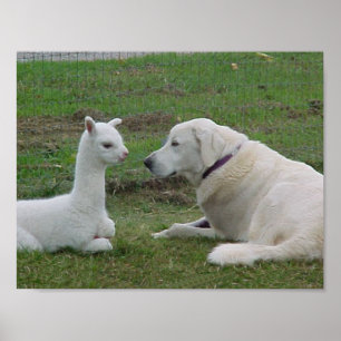 Anatoliska shepherd och Alpaca Cria Poster