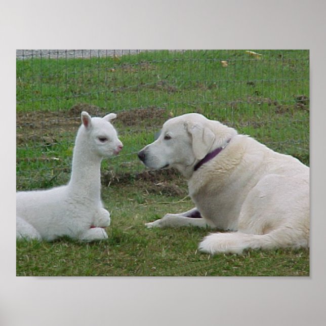 Anatoliska shepherd och Alpaca Cria Poster (Framsidan)