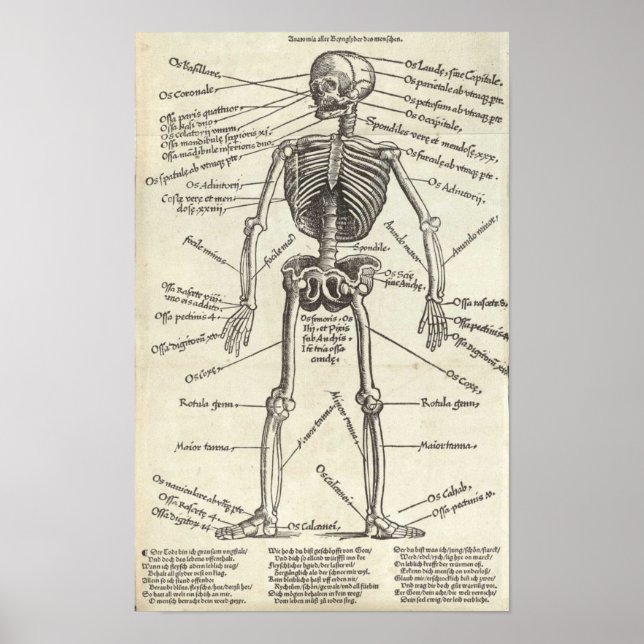 Anatomgravering Poster (Framsidan)