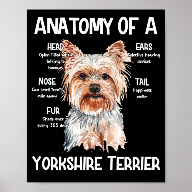 Anatomi A Yorkshire Terrier for Hundälskares Poster (Framsidan)