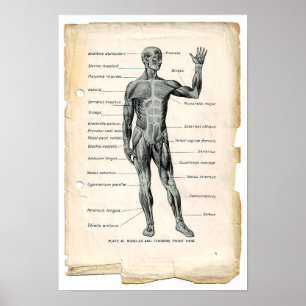 Anatomi Anterior Poster