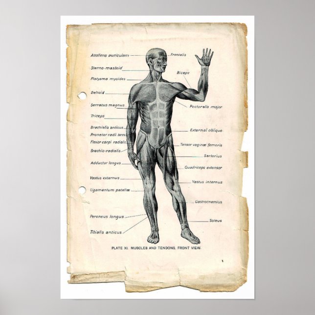 Anatomi Anterior Poster (Framsidan)