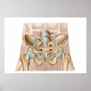 Anatomi av ben och ligament för människa det poster