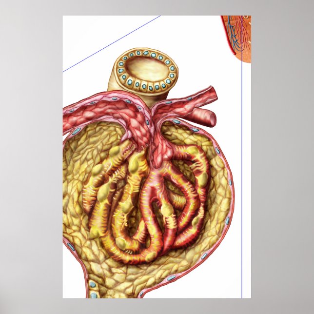 Anatomi av Bowmans glomerulära kapsel Poster (Framsidan)