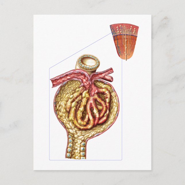 Anatomi av Bowmans glomerulära kapsel Vykort (Framsida)