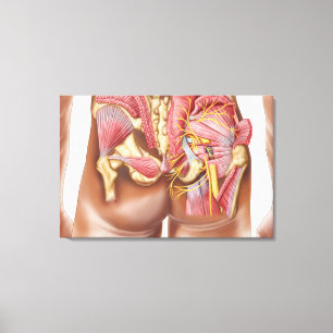 Anatomi av de Gluteal musklerna i bakdelar Canvastryck