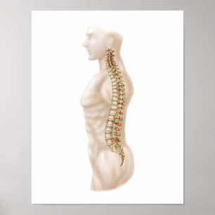 Anatomi av den Vertebral kolonnen för människa, Poster