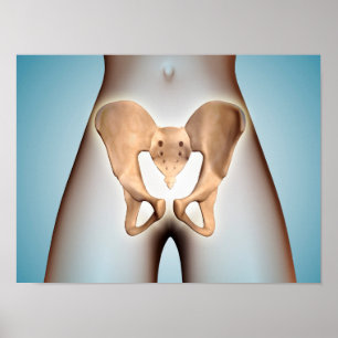 Anatomi av det bäcken- ben på kvinnligt poster