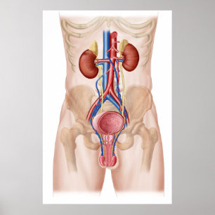 Anatomi av det Male urin- systemet Poster
