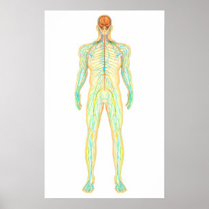 Anatomi av det nervösa och Lymphatic systemet för Poster