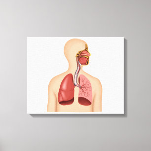 Anatomi av det respiratoriska systemet för canvastryck