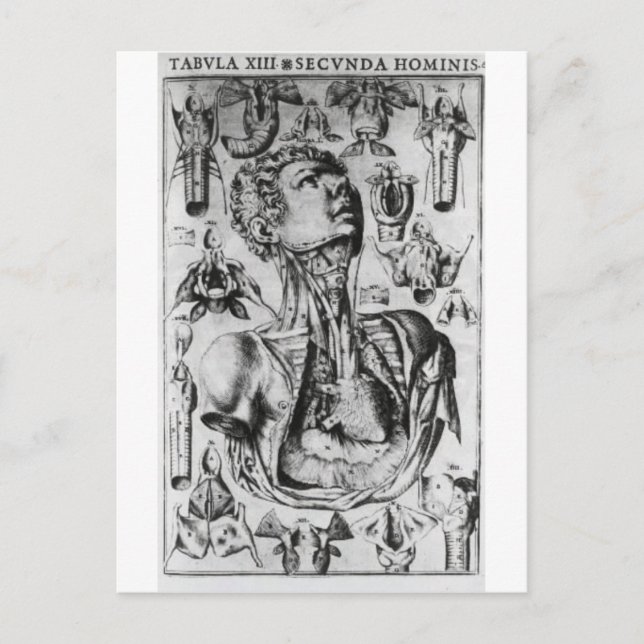 anatomi av det respiratoriska systemet vykort (Framsida)