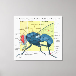 Anatomi av en HouseflydiagramMusca Domestica Canvastryck