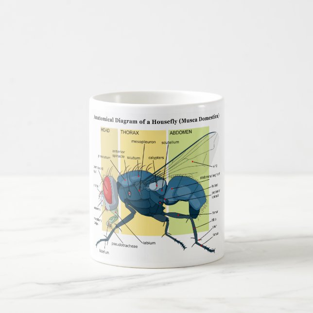 Anatomi av en HouseflydiagramMusca Domestica Kaffemugg (Center)
