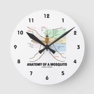 Anatomi av en mygga (entomologi) rund klocka