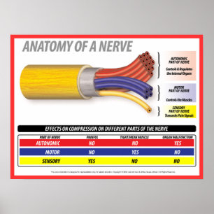 Anatomi av en nerv 2015 poster