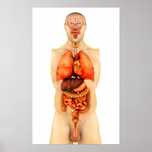 Anatomi av hela organ 1 för människokroppvisning poster