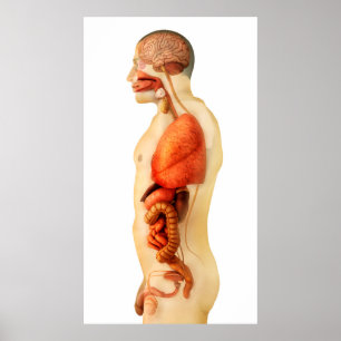 Anatomi av hela organ 2 för människokroppvisning poster