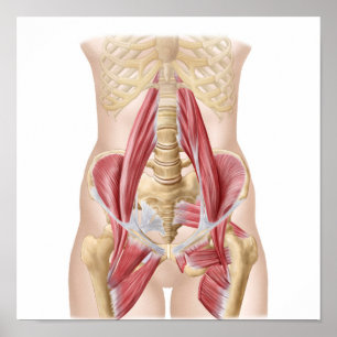 Anatomi av Iliopsoa, de rygg- höftmusklerna Poster