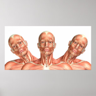 Anatomi av male head muskler i olikt poserar poster