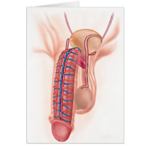 Anatomi av Male reproduktiva organ Hälsningskort