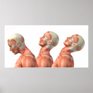 Anatomi av manliga huvudets muskler i olika former poster