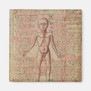 Anatomi av människokroppen magnet