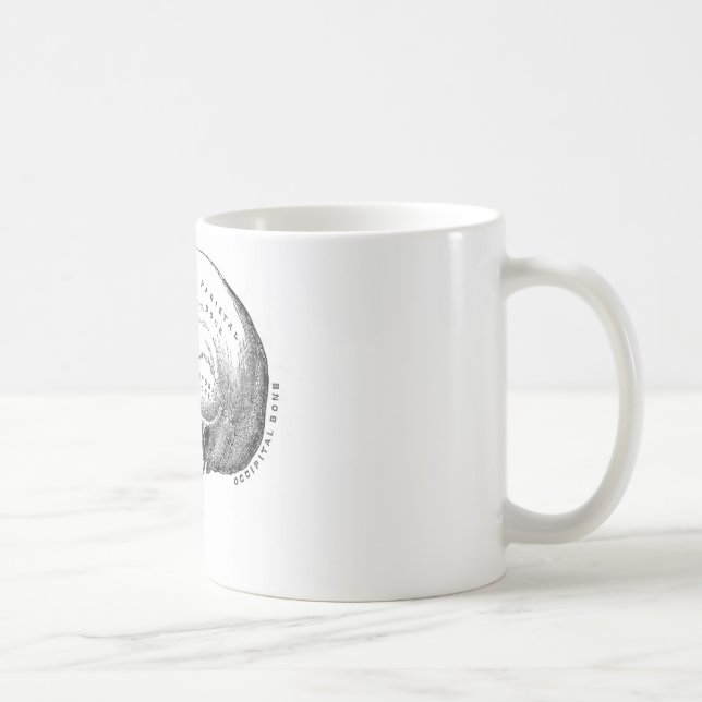 Anatomi av skallen kaffemugg (Höger)