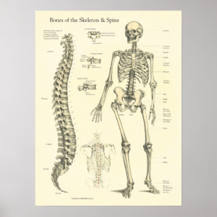 Anatomi diagram skelett ryggraden poster