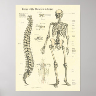 Anatomi diagram skelett ryggraden poster