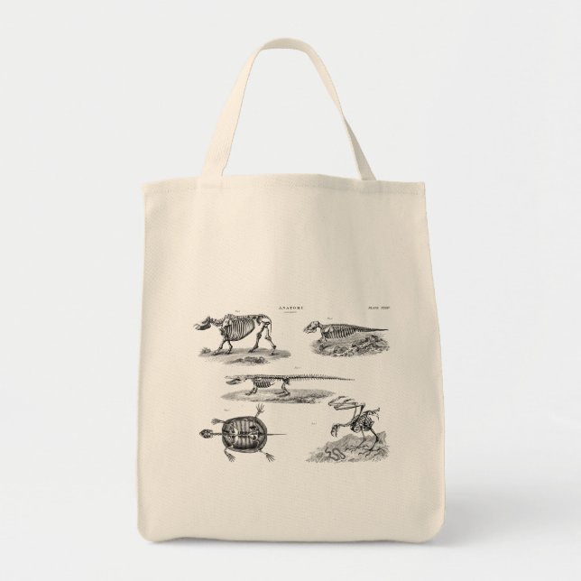 Anatomi för antikvitet för skelett för tygkasse (Framsidan)