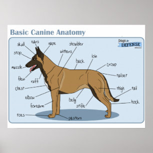 anatomi för hund 24x18 poster