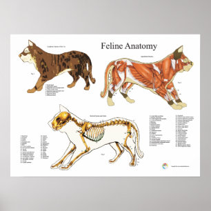 Anatomi för Skeletal muskel för katt kartlägger Poster
