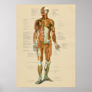 Anatomi för vintagemänniskamuskel kartlägger poster