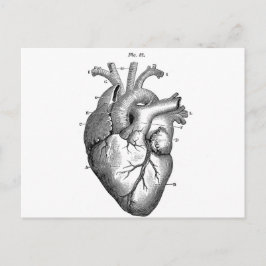 Anatomi-Heart-Bilder-Vintage Vykort