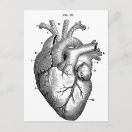 Anatomi-Heart-Bilder-Vintage Vykort