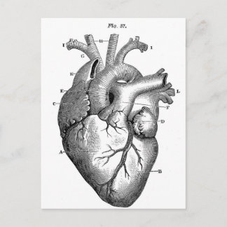 Anatomi-Heart-Bilder-Vintage Vykort