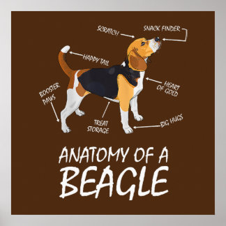 Anatomi hos en beagle-Hundälskare Poster