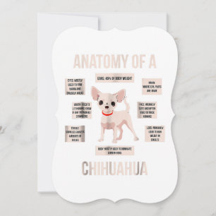 anatomi hos en chihuahua rolig valpresent