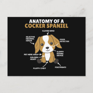 Anatomi Hos En Cocker Spaniel Söta Hundar Valp Vykort