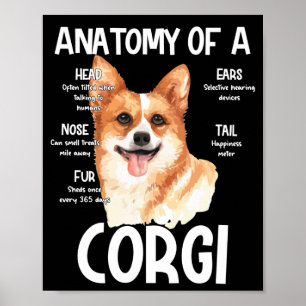 anatomi hos en Corgi för Hundälskare Poster