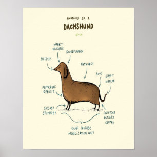 Anatomi hos en docka   Dachshund-Hundälskare Poster