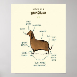 Anatomi hos en docka | Dachshund-Hundälskare Poster