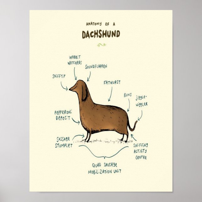 Anatomi hos en docka | Dachshund-Hundälskare Poster (Framsidan)