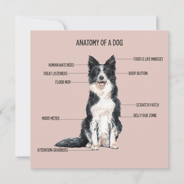 Anatomi hos en hund kort (Framsida)
