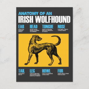 Anatomi hos en irländsk Wolfhound Hund - marionen Vykort