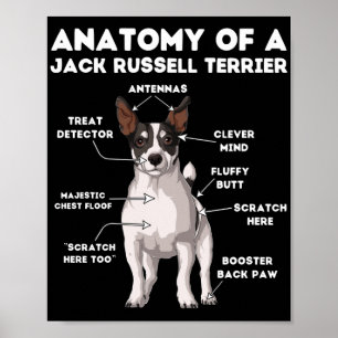 Anatomi hos en Jack Russell Terrier Poster