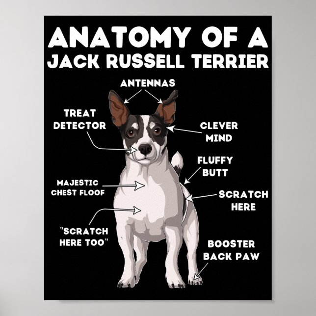 Anatomi hos en Jack Russell Terrier Poster (Framsidan)