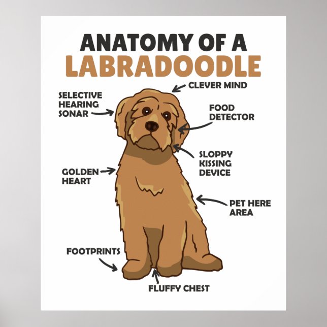 Anatomi hos en labradoodle Cute Hund-valp Poster (Framsidan)