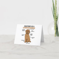 Anatomi hos en labradoodle Cute Hund-valp